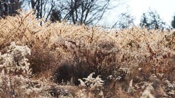 The wild soft reeds view undet the sunset sunlight in winter photo