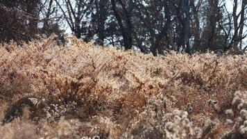 The wild soft reeds view undet the sunset sunlight in winter photo