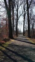 The forest landscape with one river running in the valley in winter photo