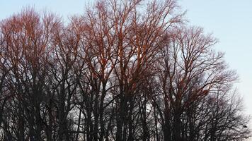 The forest landscape with the sunset sunlight on them in winter photo