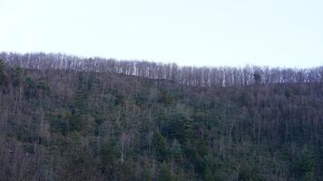 The forest landscape with the sunset sunlight on them in winter photo