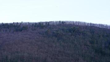 The forest landscape with the sunset sunlight on them in winter photo