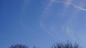 The bare branches trees view with the blue sky as background in winter photo
