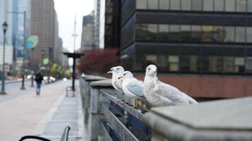 Several seagull stopping to have a rest along the bridge in the city photo