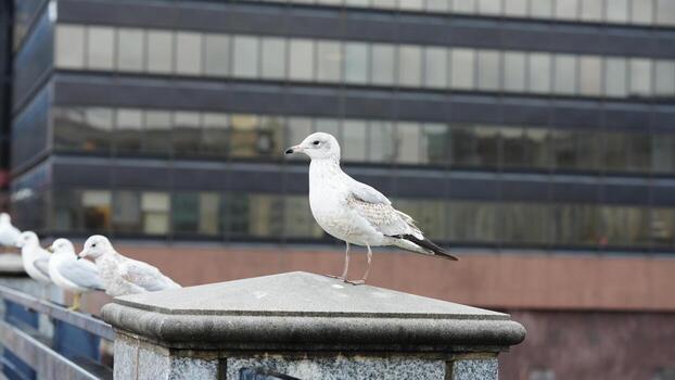 Several seagull stopping to have a rest along the bridge in the city photo