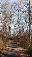 The forest view with the narrow country road across them in winter photo