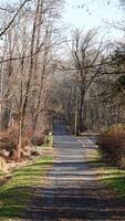 The forest view with the narrow country road across them in winter photo