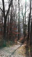 The forest view with the narrow country road across them in winter photo
