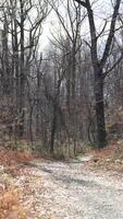 The forest view with the narrow country road across them in winter photo