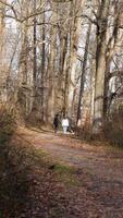 The forest view with the narrow country road across them in winter photo