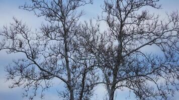 The bare branches trees view with the blue sky as background in winter photo
