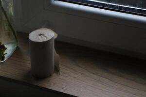 Natural Elements Beautifully Displayed on a Windowsill Surrounded by a Roll of Paper photo