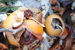 A CloseUp Image Featuring Crab Shells and Various Types of Marine Debris Found On The Shore photo