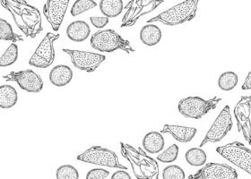 Monochrome pitahaya fruit hand drawn horizontal frame with empty space for text. Aromatic dragon fruit slices etching drawing border for label design, invitation, greeting cards vector