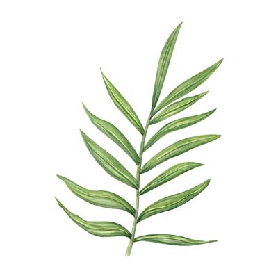 Watercolor green dypsis, areca palm or Cycas branch with elongated leaves illustration clip art. Tropical houseplant tree leaf element for printing wall art, package, label