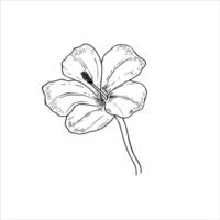 One summer blooming flower isolated illustration. Tropical hibiscus or lily in blossom on stem monochrome line drawing. Floral element for greetings, invitation, save the date card, tattoo vector