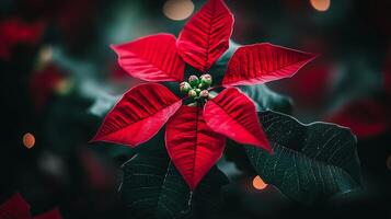 Poinsettia, christmas, christmas tree, christmas decorations, christmas lights photo