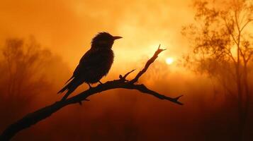 A bird sits on a branch in the sunset photo