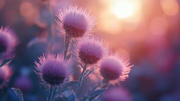 Thistle flowers in the sun with the sun in the background photo