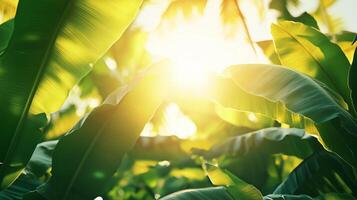 Sunlit green banana leaves in the morning with a bright white sky photo