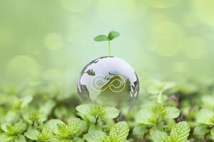 Crystal globe glass on green moss and new sprout grows on a transparent Earth concept of the environment ecology and Earth Day photo