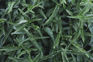 Natural green leaf leave texture background photo
