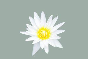 White lotus flower on green background, minimalist style photo