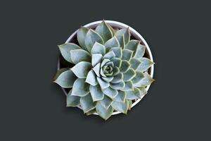 Close up top view cactus in a white pot isolated on green background. photo