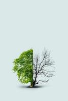 Environmental and global warming concepts, Live and dead. Climate change from drought to green growth photo