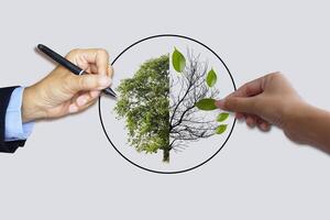 Half alive and half dead tree. Environment concept. Global warming. Earth day environment and eco concept photo