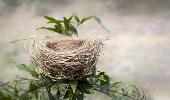 Empty bird nest on the tree with nature background, Bird nest in nature photo