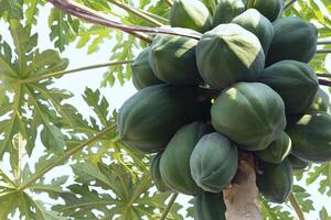 Papaya fruit on the tree in the garden, stock photo