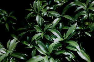 Green leaves pattern background, Natural background and wallpaper photo