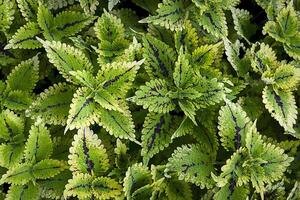 Fresh leaf pattern, Natural foliage textured and background photo