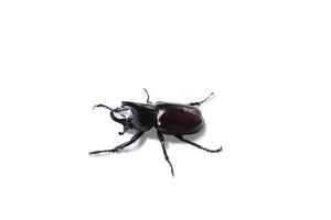 a black beetle on a white background photo