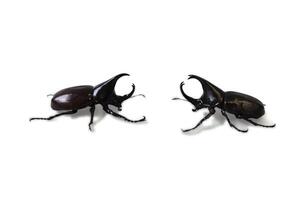 two black beetles on a white background photo