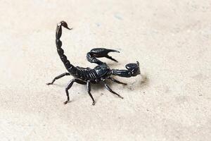 a scorpion on a cement floor photo