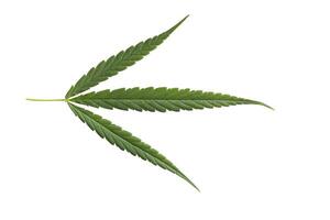 a marijuana leaf is shown on a white background photo