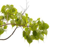 a tree with leaves on it photo