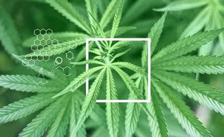 cannabis plants with a square frame background photo