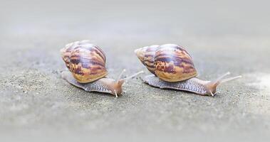 two snails are walking on the ground photo