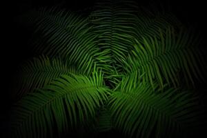 a green palm leaf is lit up at night photo