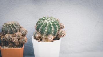 two cactus plants in white pots on a table photo