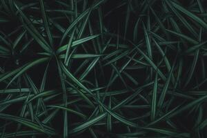 a close up of some green grass background photo