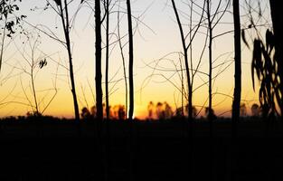 a sunset over a field with trees in the background photo