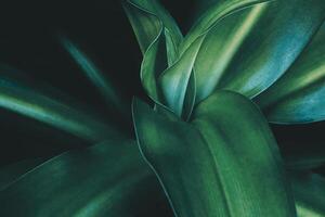 a close up of a green plant with dark background photo