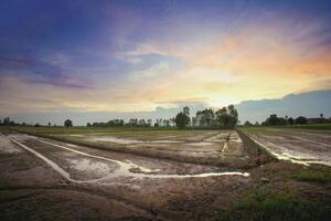 a field with muddy water and trees at sunset photo