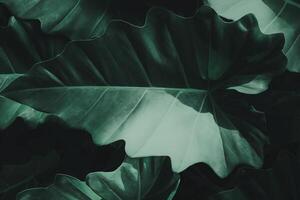 a close up of green leaves on a dark background photo