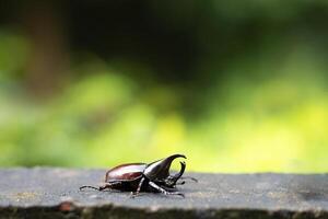 a beetle with a long tail sitting on a ledge photo