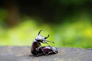 a beetle on a rock photo